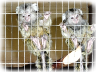 Marmoset-3