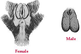 Sexing Marmosets