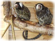 Marmoset-2