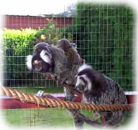 Marmoset-1